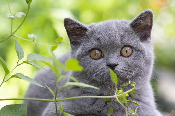British shorthair kitten hid in the grass and sniffs a sprig, color blue.