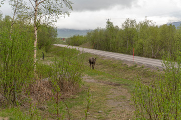 Moose standing by the side of a road eating 
