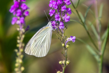 モンシロチョウと紫色の花　千葉県八千代市