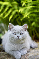 Naklejka na ściany i meble British shorthair kitten lying on a stone in the grass close-up, violet color.
