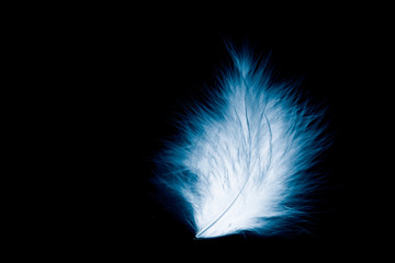 Beautiful abstract close up blue and white feather on darkness black  isolated background and wallpaper