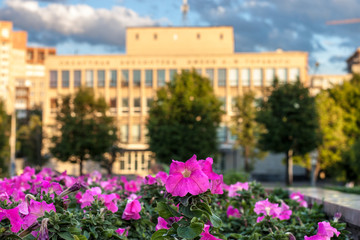 Fototapeta na wymiar Perm, Russia, 06/24/2019. The building of the library named after Gorky on Lenin street through the flowerbed of pink petunias with the Esplanade at sunset.