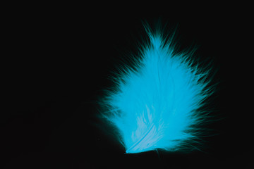 Beautiful abstract close up blue and white feather on darkness black  isolated background and wallpaper