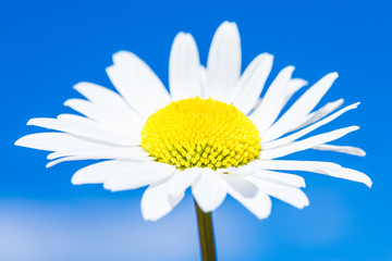 The macro shot of the beautiful chamomile or daisy flower on the background of the blue sky with clouds in the sunny weather of summer or spring day