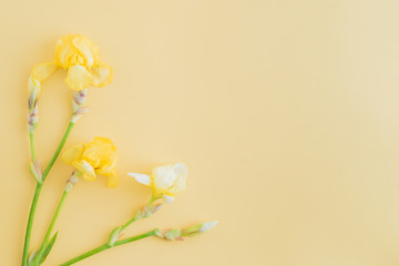 Fototapeta na wymiar Flat lay composition with yellow irises on a yellow background