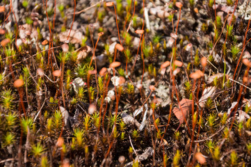 Polytrihum ordinary. Brown moss like a carpet on the ground under feet in the forest. Kukushkin flax in macro