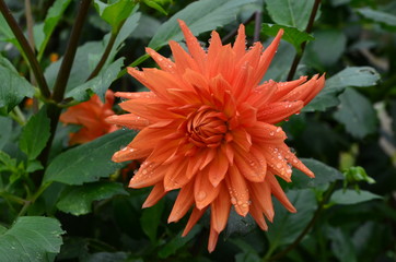 orange flower
