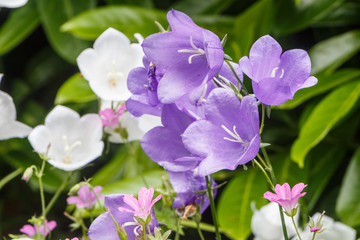 Purple and white carpathian bellflower in a garden during summer