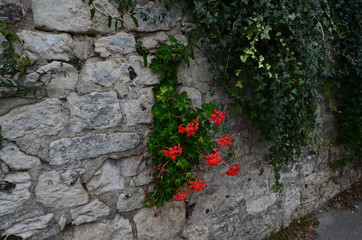 flowers and green ivy on the wall