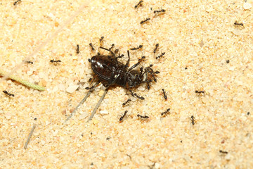 A group of ants attacking a Beetle on land