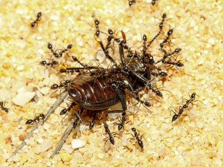 A group of ants attacking a Beetle on land
