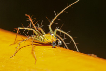 The yellow spider in nature at thailand