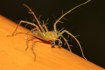 The yellow spider in nature at thailand