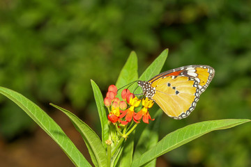 Close up butterfly in nature at park