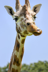 Rothschild's giraffe