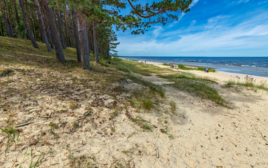  Pine forest and sand beach of the Baltic Sea, concept of ecological tourism and resting in Europe