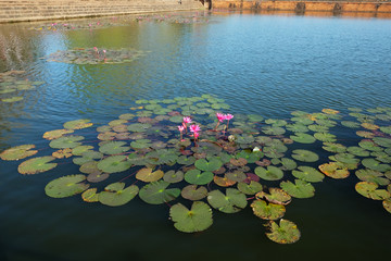 The water surface is covered with leaves and lotus flowers. Lotus flower in a pond.