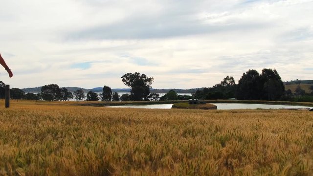 Dolly, slow motion shot of a woman walking on a hay field, at the coast of lake Huma, on a cloudy day, at Hume Reservoir, New South Wales, Australia