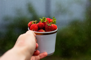  fresh strawberries in hands healthy breakfast