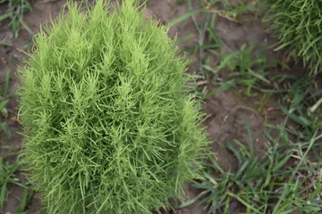 its a nature beauty plant  