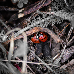 Pair of Ladybirds Mating