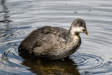 Young Coot on a Dipping Pond