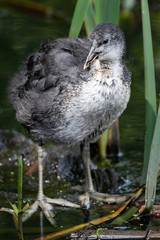 Young Coot on a Dipping Pond