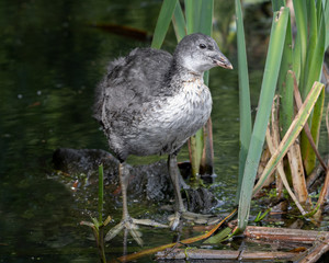 Young Coot on a Dipping Pond