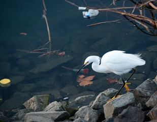 Snowy Egret Searches Through Trash For Food