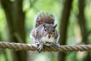 Naklejka na ściany i meble Grey Squirrel Balancing on a Rope