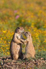 Prairie Dogs
