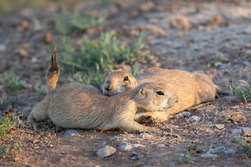 Prairie Dogs
