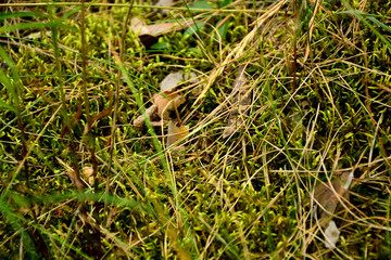 Beautiful green moss on the floor, moss closeup, macro. Beautiful background of moss for wallpaper.