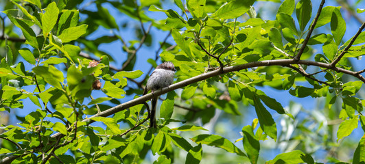 Long Tailed Tit Perched in a Tree