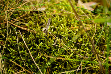 Beautiful green moss on the floor, moss closeup, macro. Beautiful background of moss for wallpaper.