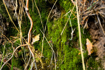Beautiful green moss on the floor, moss closeup, macro. Beautiful background of moss for wallpaper.