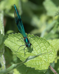 Green Damselfly Resting on a Green Leaf