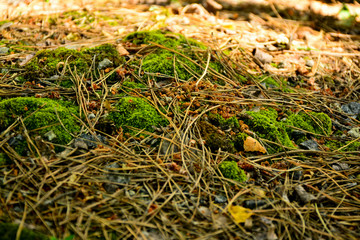 Beautiful green moss on the floor, moss closeup, macro. Beautiful background of moss for wallpaper.