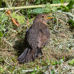 Female Blackbird Sunbathing on the Ground