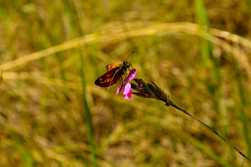 Summer flowers on the meadow.  Wildflower meadow, herb meadow, wildflowers.