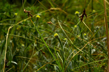 Green grass in sunlight in meadow close-up, macro. Nature blurred abstract background