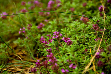 Summer flowers on the meadow.  Wildflower meadow, herb meadow, wildflowers.