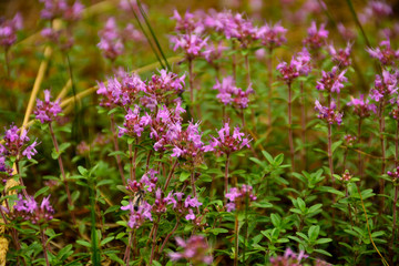 Summer flowers on the meadow.  Wildflower meadow, herb meadow, wildflowers.