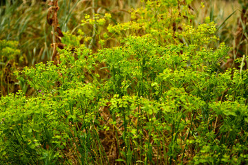Green grass in sunlight in meadow close-up, macro. Nature blurred abstract background