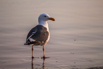 Seaside Seagull