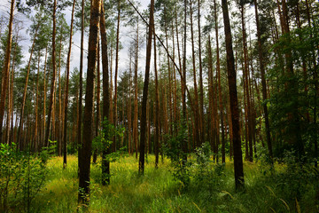 Beautiful summer forest with different trees