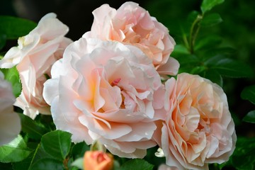 Delicate cream roses in the garden close-up