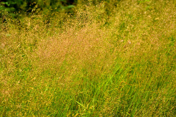 Green grass in sunlight in meadow close-up, macro. Nature blurred abstract background