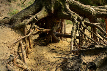 Old tree with roots above the ground