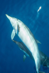 Dauphins